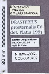 Etikette zu Drasterius prosternalis (NHMW-ZOO-COL-0010702)